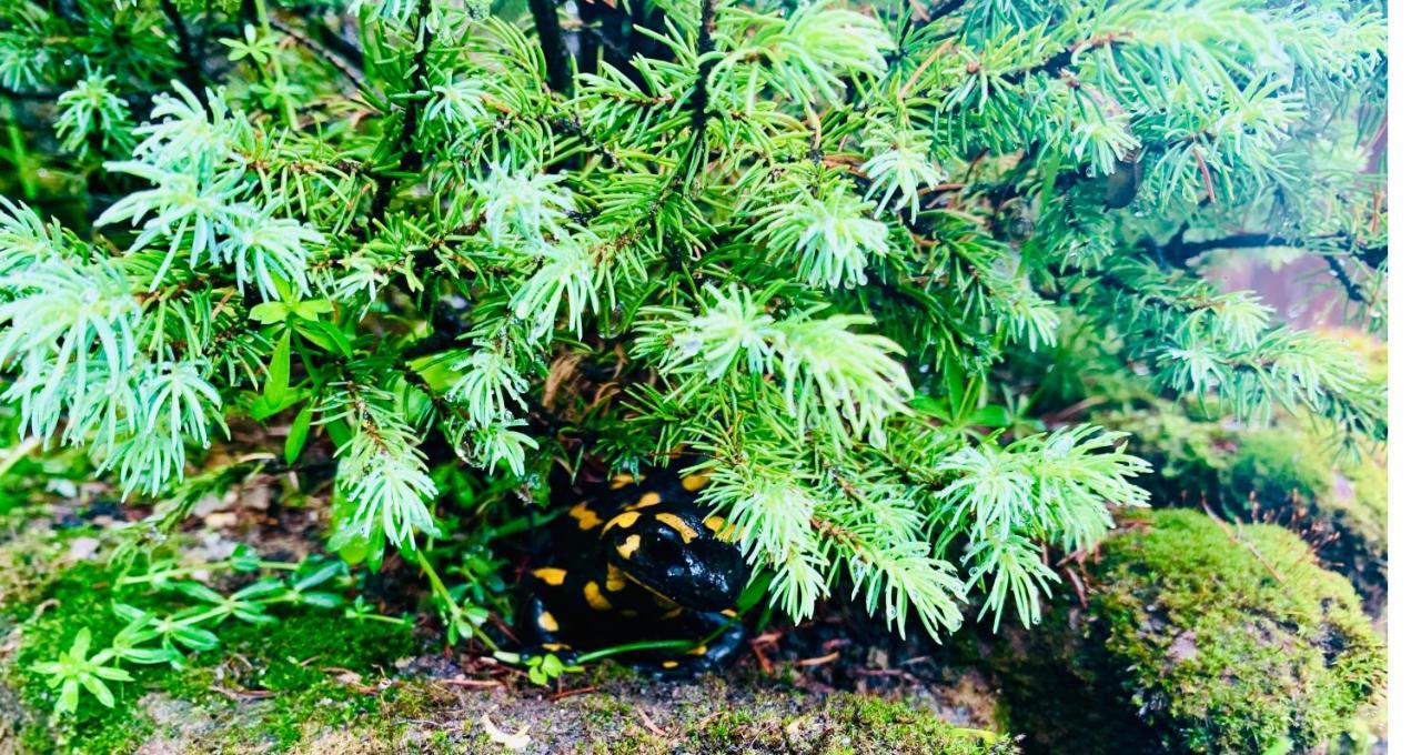 Willa Widokowa Zakopane — Photos 3